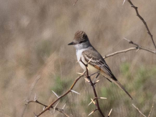 <h3><a href="/trips/Tucson_2023/biota/animalia/chordata/aves/040 passeriformes/011 tyrannidae/myiarchus cinerascens/myiarchus cinerascens-nl.html">Myiarchus&nbsp;cinerascens</a> / Ash‑throated&nbsp;flycatcher / Grijskeeltiran</h3>OM-1 met M.300mm F4.0 + MC-14, 1/4000 sec  bij F5.6, ISO 640, afstand 35.8&nbsp;m